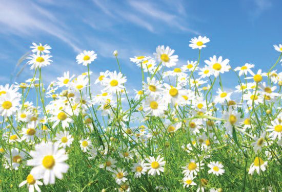 Meadow full of flowers and the clear sky above.