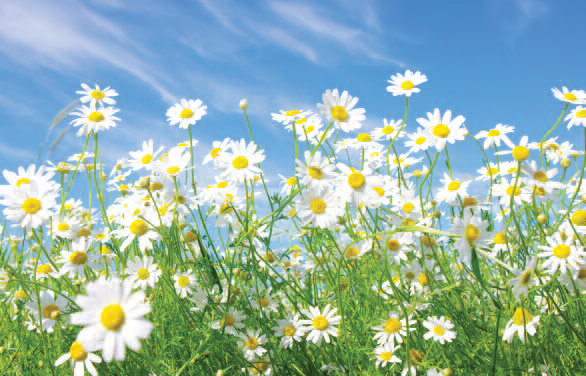 Meadow full of flowers and the clear sky above.